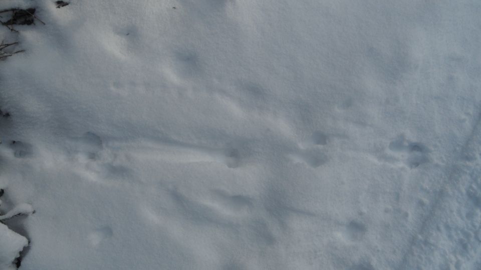 Animal tracks visible in a snowy landscape