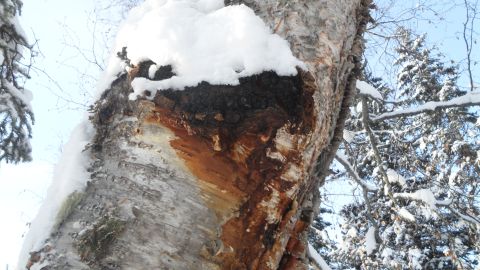 1986 Chevrolet Blazer - A close-up view of a snow-covered tree trunk in a winter forest setting.