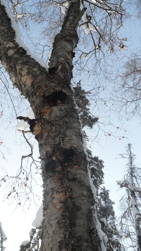 1986 Chevrolet Blazer - A close-up view of a snow-dusted birch tree trunk in a winter forest setting.