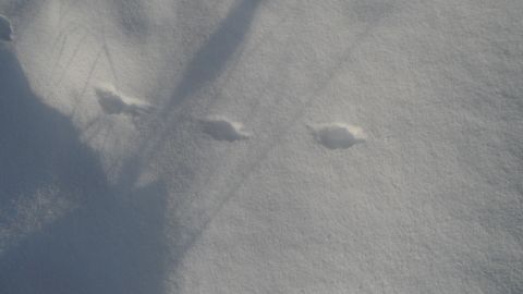 1986 Chevrolet Blazer - Tire tracks are visible in the snow, suggesting a vehicle passed through the area.