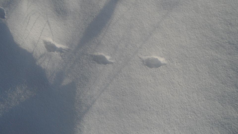 Snowy ground with tire tracks