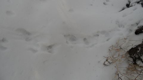 1986 Chevrolet Blazer - Animal tracks are visible in the snow, with dry grass and rocks on the right side of the frame.