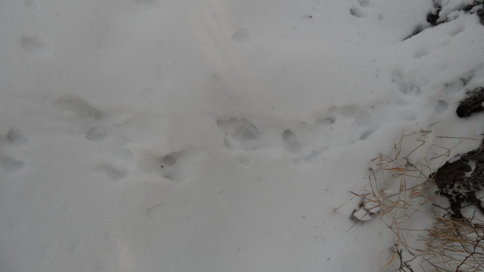 animal tracks in snow with some dry grass and rocks on the side