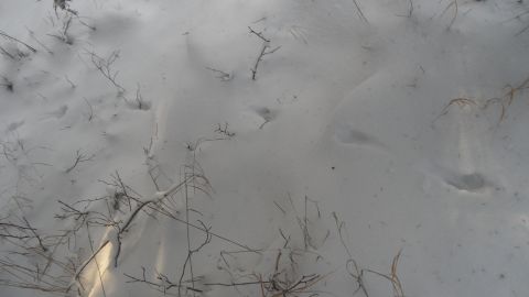 1986 Chevrolet Blazer - A winter scene shows snow-covered ground with sparse vegetation and animal tracks.
