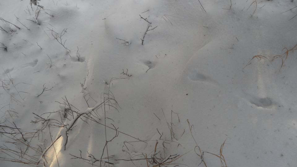 Snow-covered ground with dry branches and some animal tracks