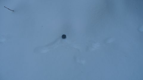 1986 Chevrolet Blazer - A tire track is visible in the snow, with a small dark object at its center.