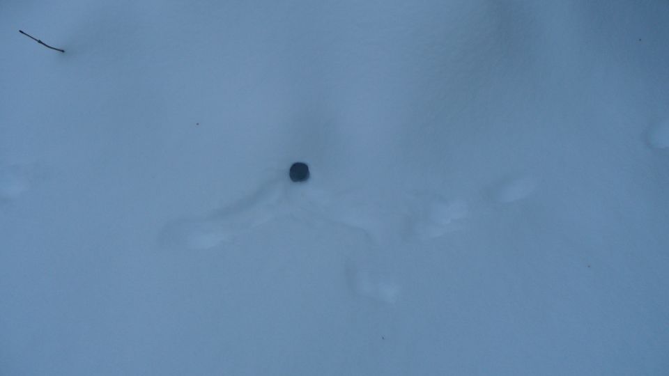 Tire track in snow with a small dark object in the center