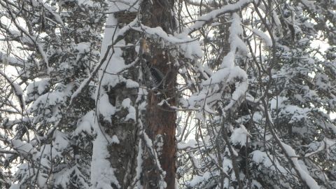 1986 Chevrolet Blazer - Winter scene with snow-laden branches obscuring the view.