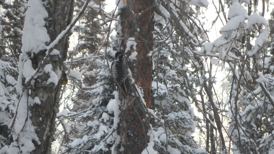 Bird on a snow-covered tree