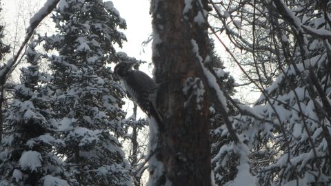 1986 Chevrolet Blazer - A winter scene with snow blanketing the branches of tall trees.