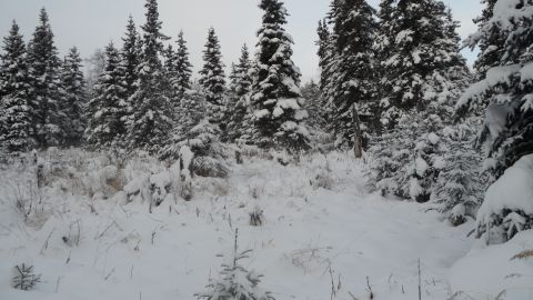 1986 Chevrolet Blazer - A winter scene with snow blanketing the ground and trees.