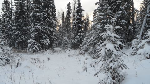 1986 Chevrolet Blazer - A winter scene in a snowy forest with snow-covered trees.