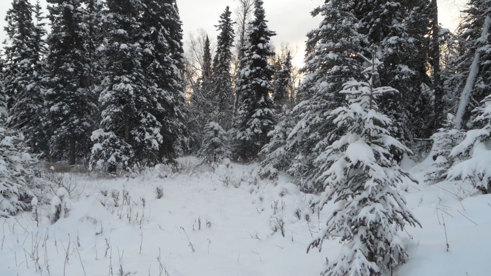 Snow covered trees and ground in a forest