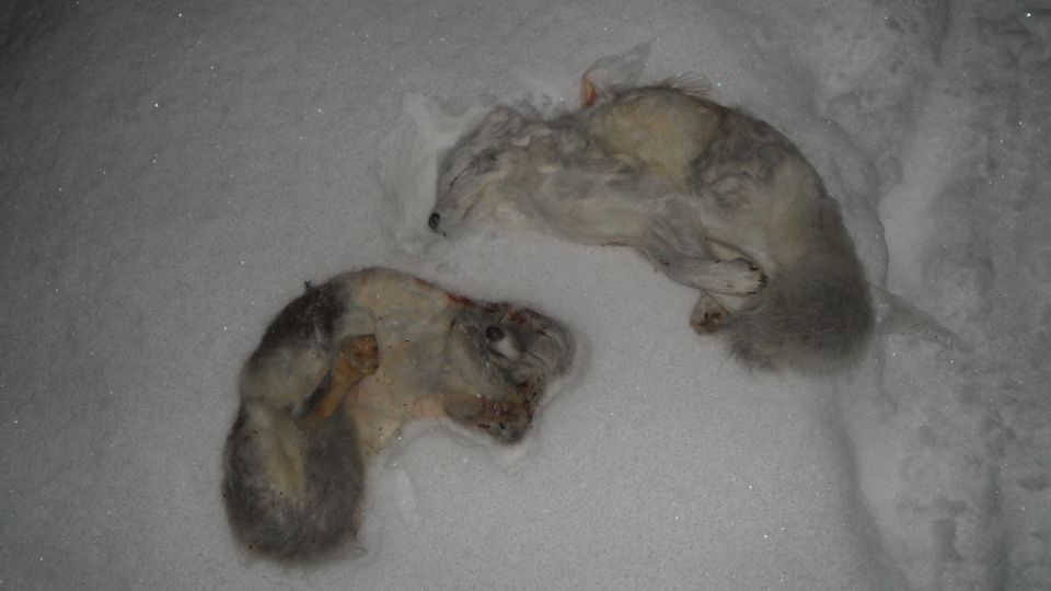 two dead animals lying in the snow