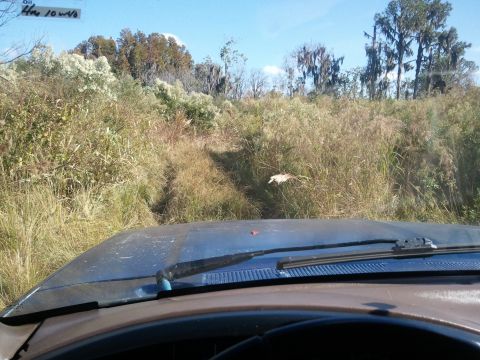 1994 Ford Bronco - Driving through tall grass and trees, the path ahead is barely visible.