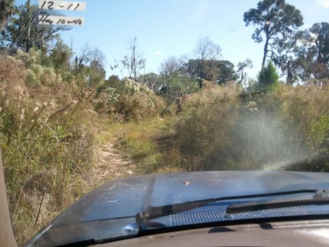 1994 Ford Bronco - Driving down a narrow dirt road surrounded by overgrown vegetation under a clear blue sky.