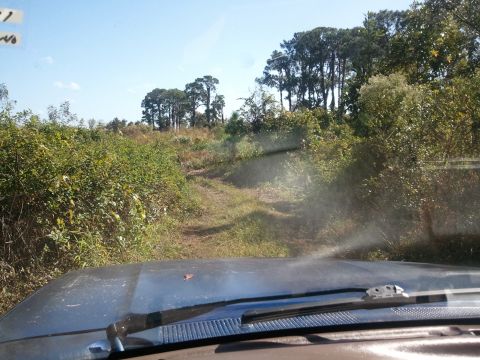 1994 Ford Bronco - View from inside a vehicle driving on a dirt path through overgrown vegetation under a clear sky.