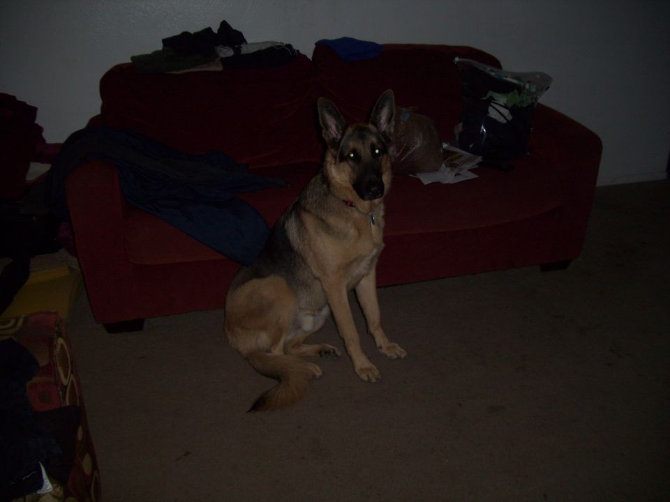 German Shepherd dog sitting in front of a red couch