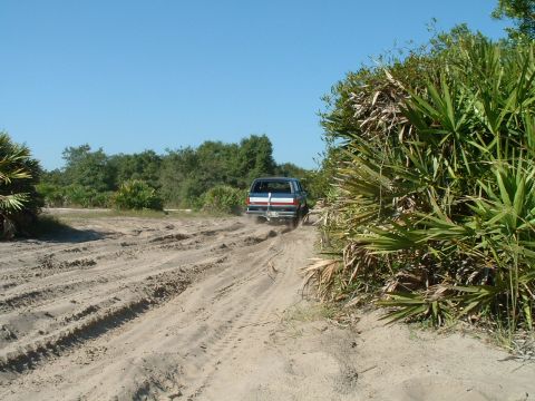 1995 Ford Bronco - 1995 Ford Bronco navigates a sandy trail surrounded by lush vegetation under a clear blue sky.