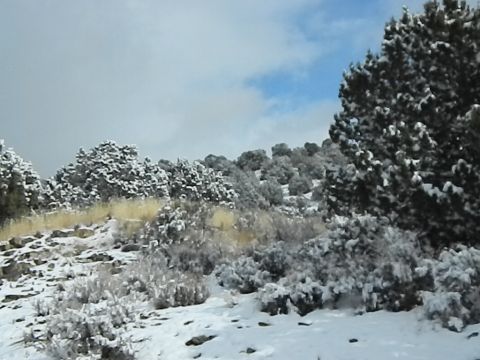 1979 Ford Bronco - A winter scene with snow blanketing the landscape and trees.