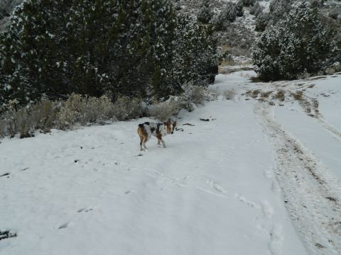 1979 Ford Bronco - A dog stands in a snowy landscape with trees and tire tracks visible.
