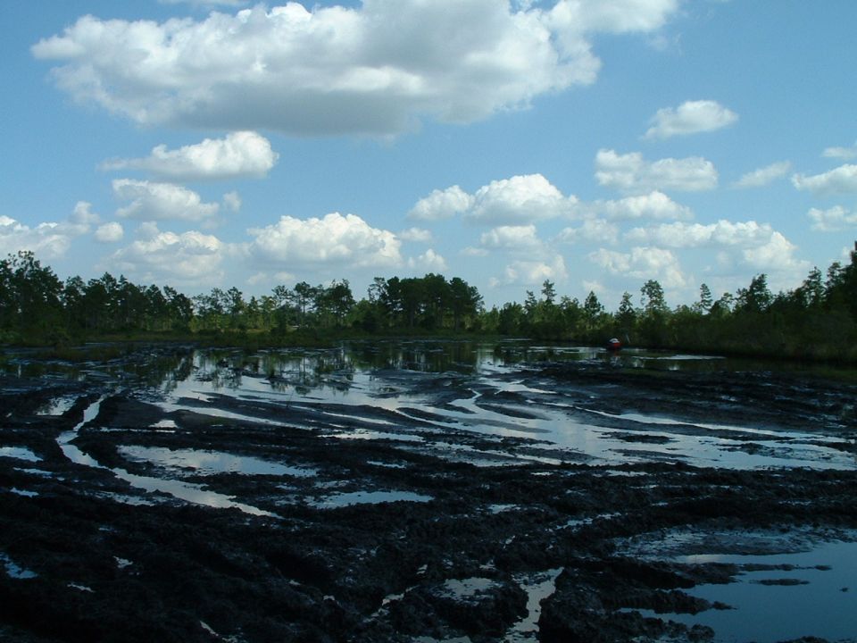 muddy swamp with tire tracks and trees under a cloudy sky. A small red object, possibly a vehicle, is visible in the distance