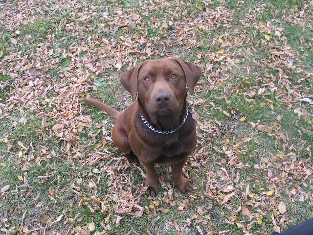 Chocolate Labrador retriever wearing a chain collar sitting in autumn leaves on grass