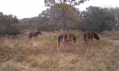 1979 Ford Bronco - Wild horses roam freely in a natural landscape, grazing on dry vegetation.