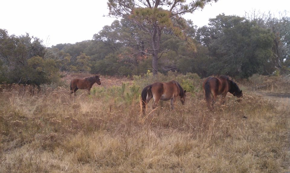Three brown horses grazing in a dry, grassy field with trees in the background