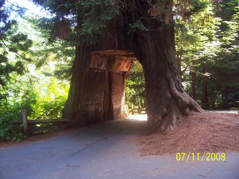 2007 Dodge Caliber - A road passes through a massive tree, creating a natural tunnel. The photo was taken on July 11, 2008.