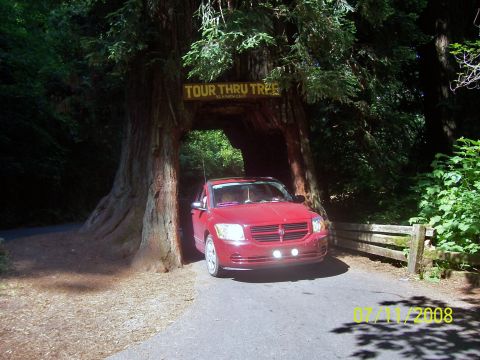 2007 Dodge Caliber - A red 2007 Dodge Caliber passes through a natural tree tunnel, with a sign overhead reading 'TOUR THRU TREE'.