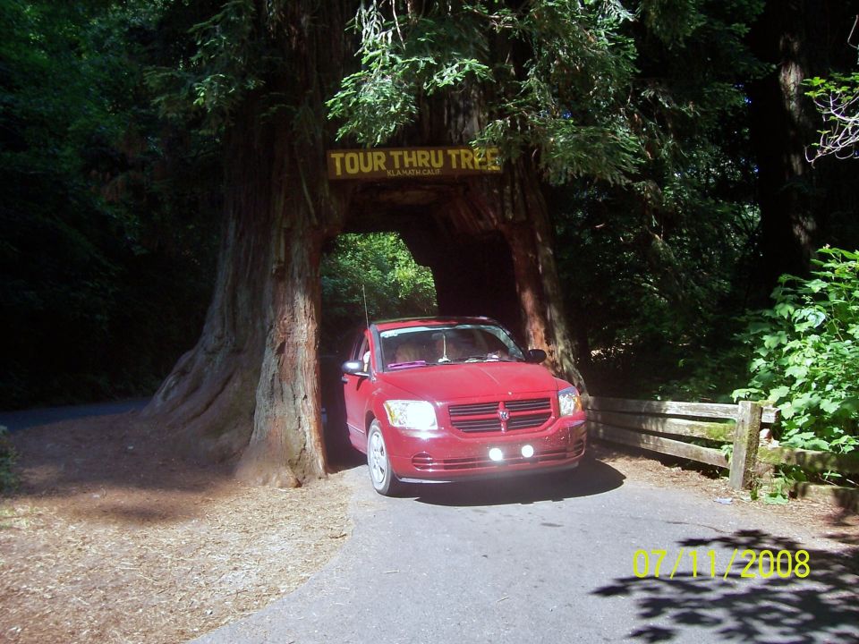 Red 2007 Dodge Caliber driving through a tree tunnel