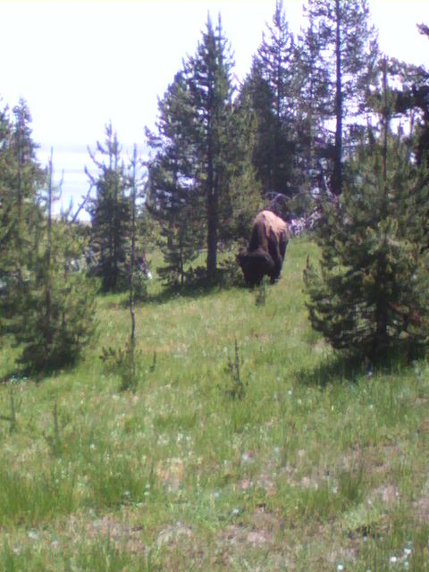 2007 Dodge Caliber - A bison ambles through a meadow dotted with small trees and wildflowers.