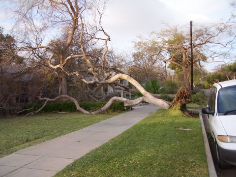 1990 Ford Bronco - A large tree has fallen, with its branches obstructing a sidewalk and partially covering a parked white van.