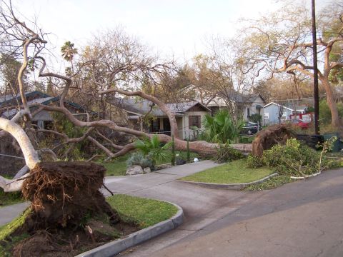 1990 Ford Bronco - A large tree has fallen, its roots exposed, blocking a residential street and sidewalk.
