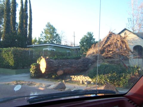 1990 Ford Bronco - A large tree has fallen, blocking the road and damaging a nearby house.