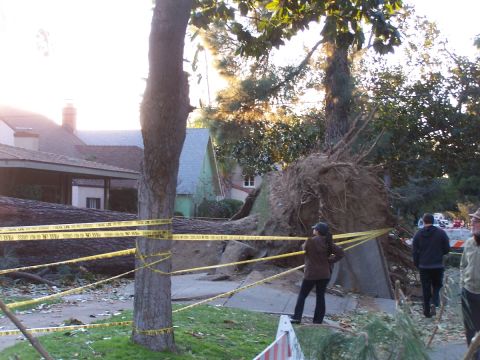 1990 Ford Bronco - A large tree has fallen, its roots exposed, with police tape cordoning off the area around houses.