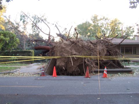 1990 Ford Bronco - A large tree has been uprooted, its massive root ball and debris covering the sidewalk and encroaching on the street, cordoned off with cau…