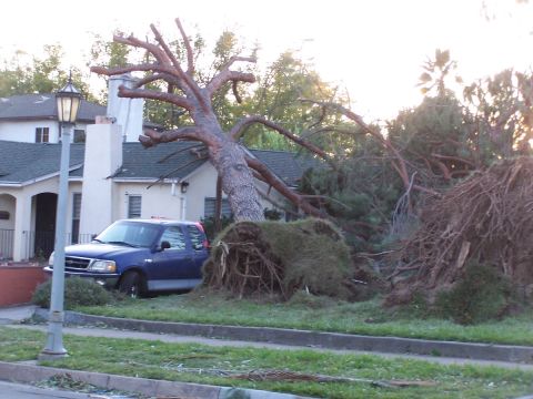 1990 Ford Bronco - A blue Ford F-150 is parked near a house with a large tree that has fallen onto it.