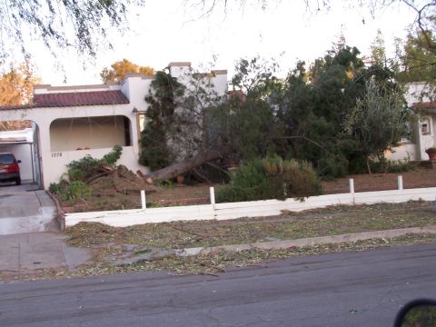 1990 Ford Bronco - A red SUV is parked in a driveway next to a house with a large tree that has fallen across the yard.