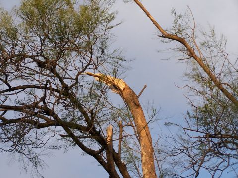 1990 Ford Bronco - The sky is visible through the tangled branches of trees, one of which has a large broken limb.