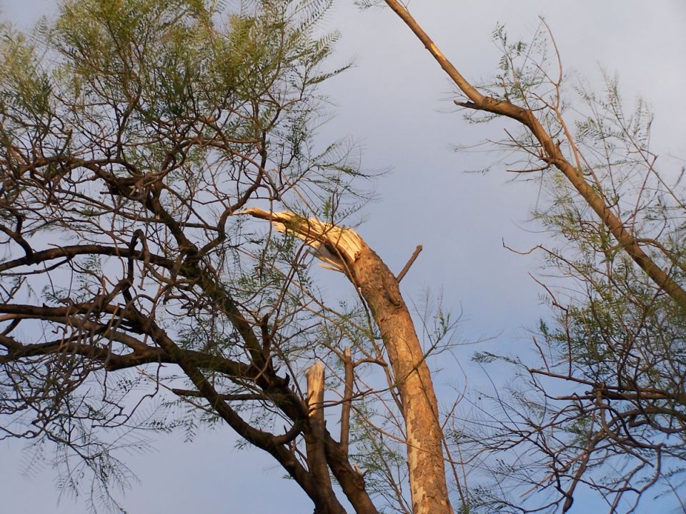 Broken tree branches against a pale blue sky
