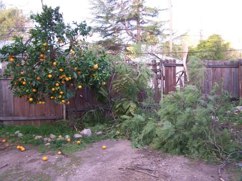 1990 Ford Bronco - A backyard scene with an orange tree, fallen branches, and oranges on the ground near a wooden fence.
