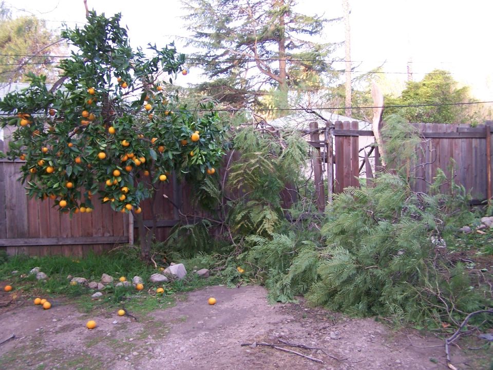 Orange tree laden with fruit, fallen branches, and scattered oranges on a dirt path next to a wooden fence