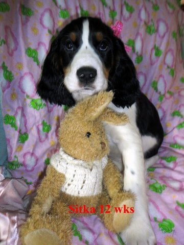 2000 Ford E350 - black, white and tan spaniel puppy posed with a knitted stuffed rabbit on a pink blanket; caption reads Sitka 12 wks.