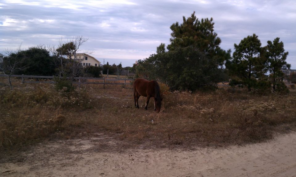 Horse grazing in a dry field with trees and a house in the background