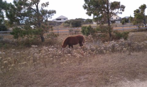 1979 Ford Bronco - A horse grazes in a field with houses in the background.