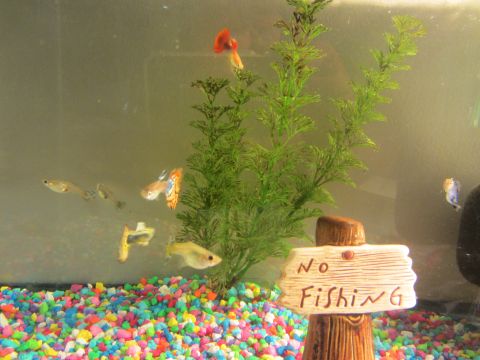 1968 Ford Mustang - A small aquarium contains several guppy fish, colorful gravel, and a decorative 'No Fishing' sign.