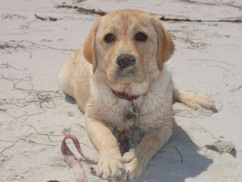 1996 Ford Bronco - Puppy on the beach with a red collar and leash.