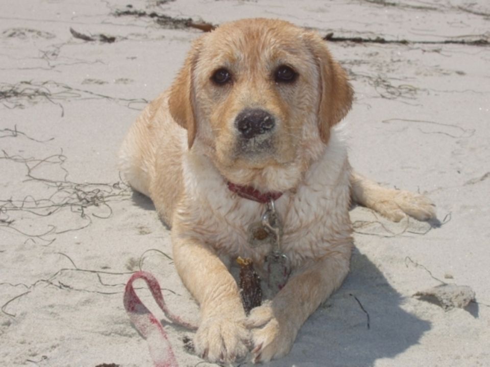 Yellow lab puppy lying on sand at the beach, with a red collar and leash